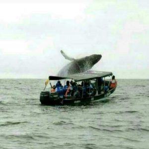 Avistamiendo de ballenas en Bahía Solano
