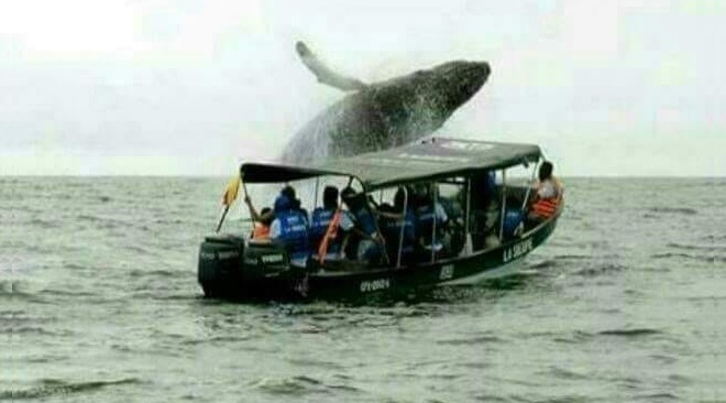Avistamiento de ballenas en Bahía Solano